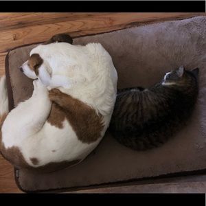 Meet your Posher, Ally